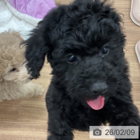 トイ・プードルの写真