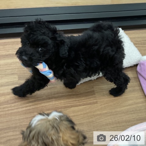 トイ・プードルの写真