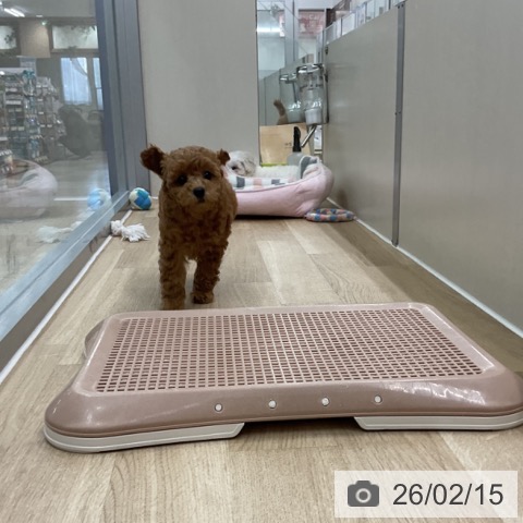 トイ・プードルの写真