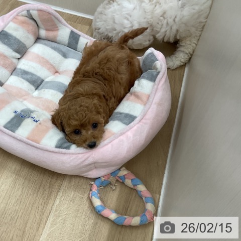 神奈川県のトイプードル(トイ) (ペットプラス アミーゴ藤沢店/2025年12月11日生まれ/女の子/アプリコット)の子犬の4枚目の画像