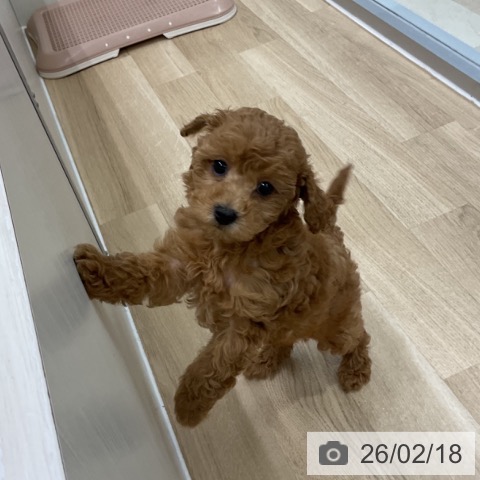 トイ・プードルの写真