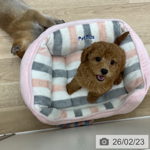 神奈川県のトイプードル(トイ) (ペットプラス アミーゴ藤沢店/2025年12月11日生まれ/女の子/アプリコット)の子犬の4枚目の画像