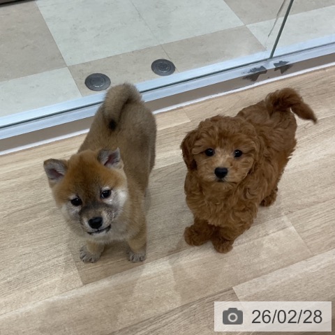 神奈川県のトイプードル(トイ) (ペットプラス アミーゴ藤沢店/2025年12月11日生まれ/女の子/アプリコット)の子犬の4枚目の画像