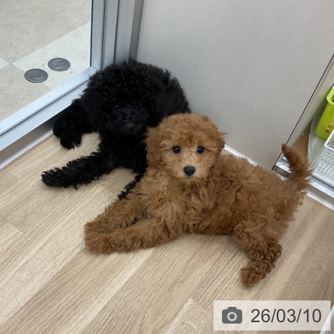 神奈川県のトイプードル(トイ) (ペットプラス アミーゴ藤沢店/2025年12月11日生まれ/女の子/アプリコット)の子犬の4枚目の画像