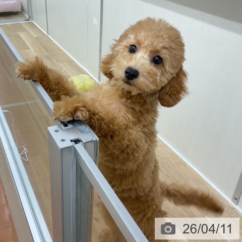 神奈川県のトイプードル(トイ) (ペットプラス アミーゴ藤沢店/2025年12月11日生まれ/女の子/アプリコット)の子犬の4枚目の画像