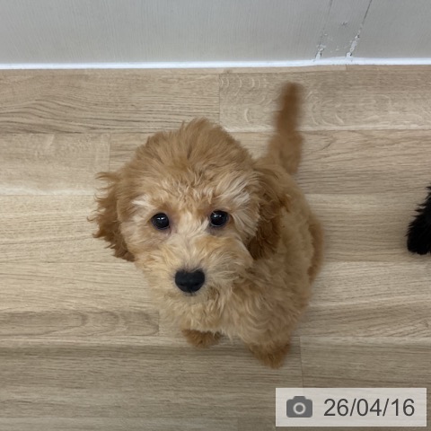 神奈川県のトイプードル(トイ) (ペットプラス アミーゴ藤沢店/2025年12月11日生まれ/女の子/アプリコット)の子犬の4枚目の画像