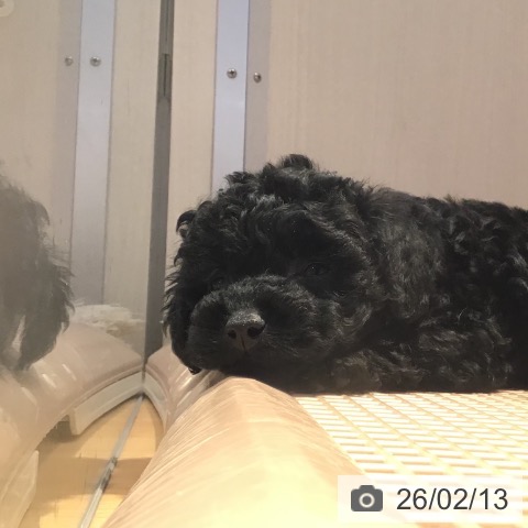 山形県のトイプードル(トイ) (ペットプラス 天童店/2025年12月10日生まれ/女の子/ブラック)の子犬の4枚目の画像