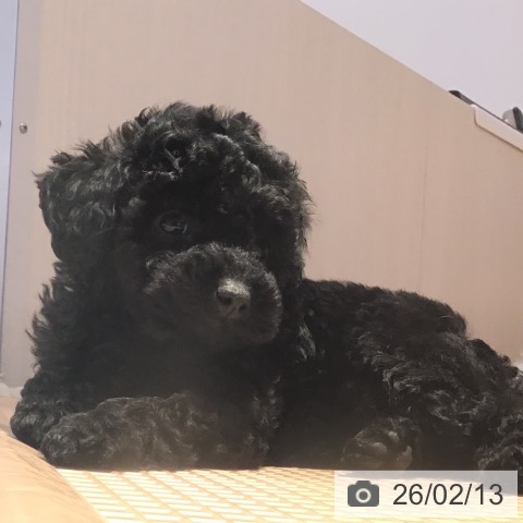 山形県のトイプードル(トイ) (ペットプラス 天童店/2025年12月10日生まれ/女の子/ブラック)の子犬の3枚目の画像