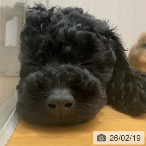 山形県のトイプードル(トイ) (ペットプラス 天童店/2025年12月10日生まれ/女の子/ブラック)の子犬の3枚目の画像