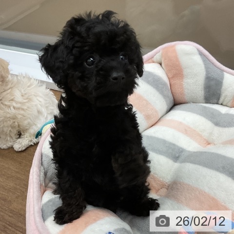 千葉県のトイプードル(トイ) (ペッツワン 千葉ニュータウン店/2025年12月10日生まれ/女の子/ブラックタン)の子犬の3枚目の画像