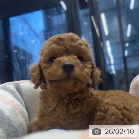 神奈川県のトイプードル(トイ) (ペットプラス 武蔵小杉店/2025年12月10日生まれ/女の子/アプリコット)の子犬の4枚目の画像