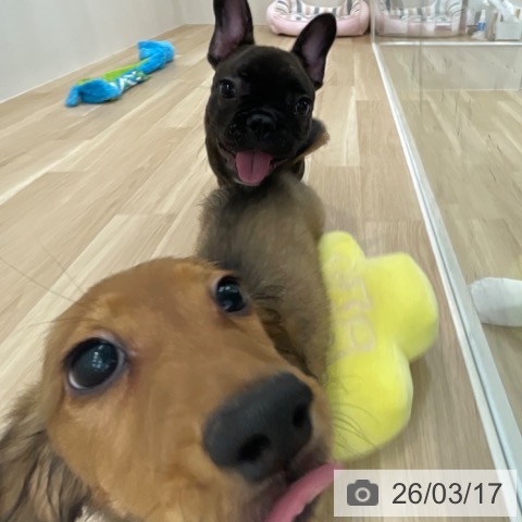 東京都のフレンチブルドッグ (ペッツワン 青梅インター店/2025年12月7日生まれ/男の子/ブリンドル)の子犬の4枚目の画像