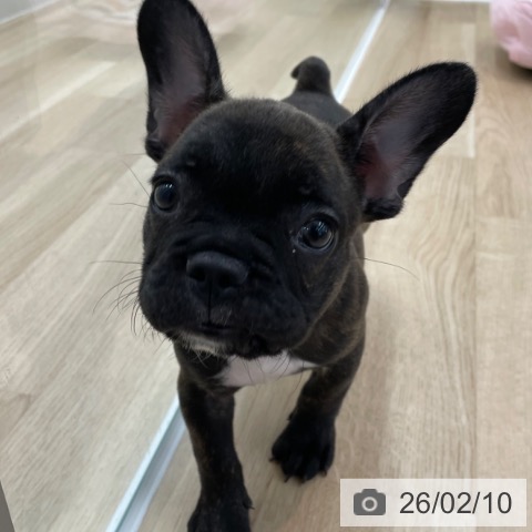 神奈川県のフレンチブルドッグ (ペットプラス 相模原並木店/2025年12月7日生まれ/男の子/ブリンドル)の子犬の3枚目の画像