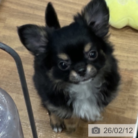 埼玉県のチワワ(ロング) (ペッツワン 新座店/2025年12月11日生まれ/男の子/ブラックタンホワイト)の子犬の3枚目の画像