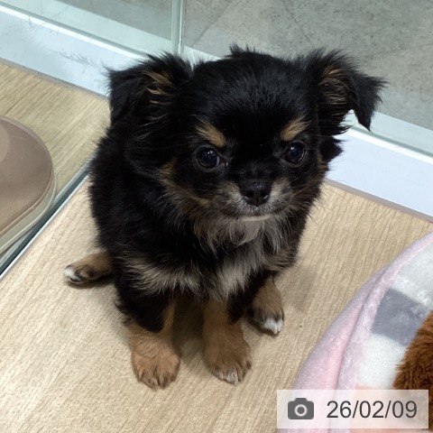 東京都のチワワ(ロング) (ペットプラス 立川高島屋S.C.店/2025年12月11日生まれ/女の子/ブラックタンホワイト)の子犬の4枚目の画像