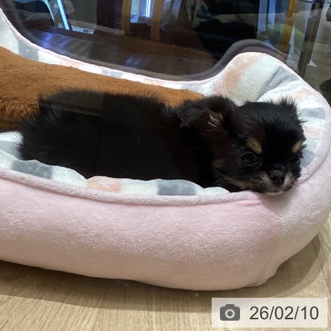 東京都のチワワ(ロング) (ペットプラス 立川高島屋S.C.店/2025年12月11日生まれ/女の子/ブラックタンホワイト)の子犬の3枚目の画像