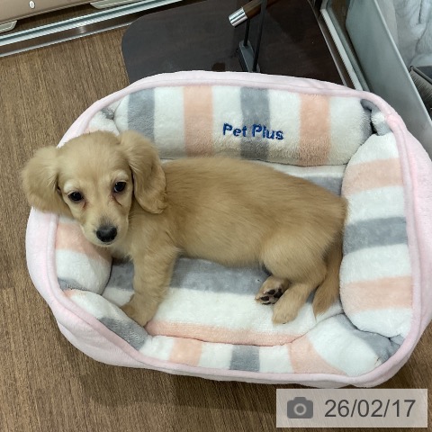 埼玉県のミニチュアダックスフンド(ロング) (ペッツワン 吉川美南店/2025年12月11日生まれ/女の子/イエロー)の子犬の4枚目の画像