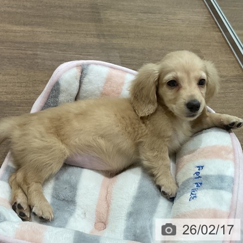 埼玉県のミニチュアダックスフンド(ロング) (ペッツワン 吉川美南店/2025年12月11日生まれ/女の子/イエロー)の子犬の3枚目の画像