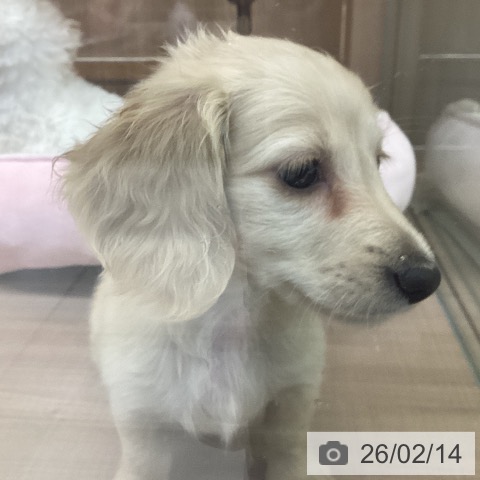 神奈川県のミニチュアダックスフンド(ロング) (ペッツワン 横須賀久里浜店/2025年12月11日生まれ/女の子/イエロー)の子犬の3枚目の画像