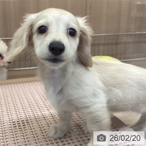 神奈川県のミニチュアダックスフンド(ロング) (ペッツワン 横須賀久里浜店/2025年12月11日生まれ/女の子/イエロー)の子犬の4枚目の画像