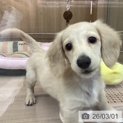 神奈川県のミニチュアダックスフンド(ロング) (ペッツワン 横須賀久里浜店/2025年12月11日生まれ/女の子/イエロー)の子犬の4枚目の画像