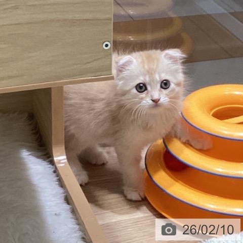 スコティッシュフォールドの写真