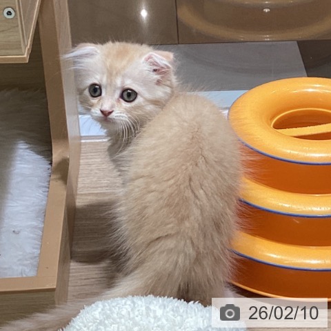 スコティッシュフォールドの写真