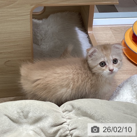 スコティッシュフォールドの写真