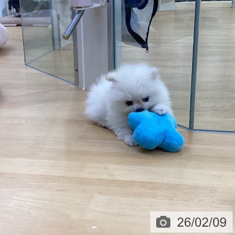 埼玉県のポメラニアン (ペットプラス 羽生店/2025年12月4日生まれ/女の子/クリーム)の子犬の3枚目の画像