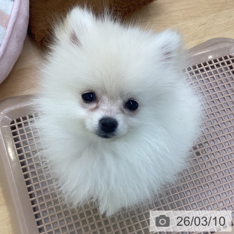 埼玉県のポメラニアン (ペットプラス 羽生店/2025年12月4日生まれ/女の子/クリーム)の子犬の4枚目の画像