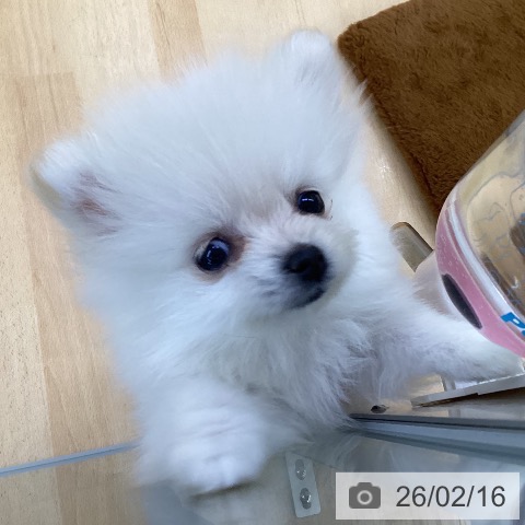 埼玉県のポメラニアン (ペットプラス 羽生店/2025年12月4日生まれ/女の子/クリーム)の子犬の4枚目の画像