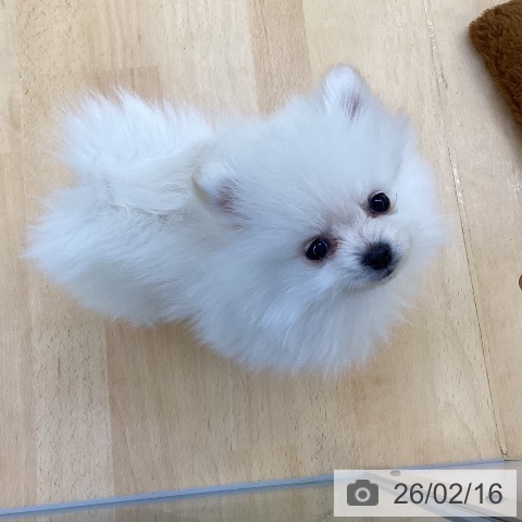埼玉県のポメラニアン (ペットプラス 羽生店/2025年12月4日生まれ/女の子/クリーム)の子犬の3枚目の画像