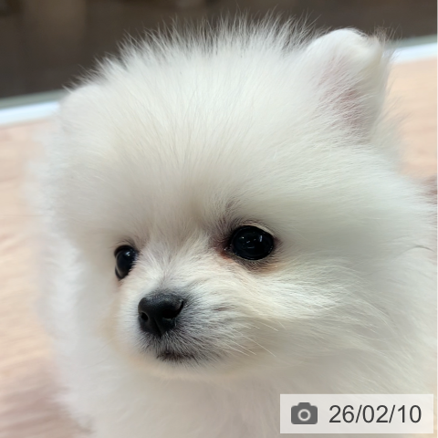 千葉県のポメラニアン (ペットプラス 幕張新都心店/2025年12月4日生まれ/女の子/クリーム)の子犬の4枚目の画像