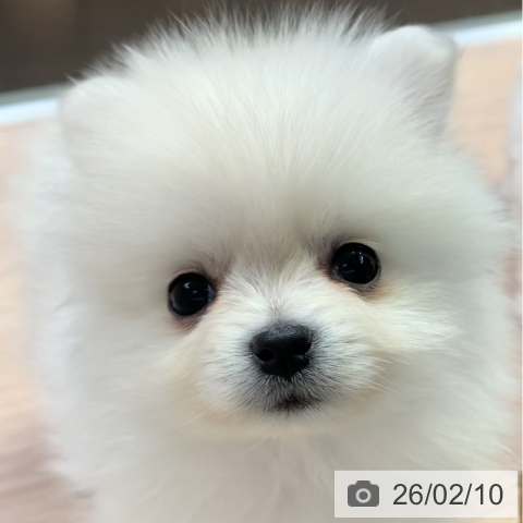 千葉県のポメラニアン (ペットプラス 幕張新都心店/2025年12月4日生まれ/女の子/クリーム)の子犬の3枚目の画像