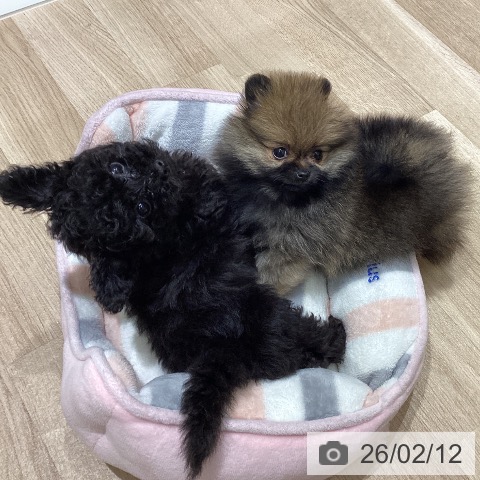 宮城県のポメラニアン (ペットプラス 仙台上杉店/2025年12月11日生まれ/女の子/オレンジ)の子犬の4枚目の画像