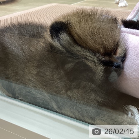 宮城県のポメラニアン (ペットプラス 仙台上杉店/2025年12月11日生まれ/女の子/オレンジ)の子犬の4枚目の画像