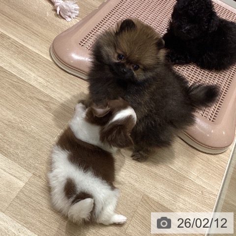 宮城県のポメラニアン (ペットプラス 仙台上杉店/2025年12月11日生まれ/女の子/オレンジ)の子犬の3枚目の画像