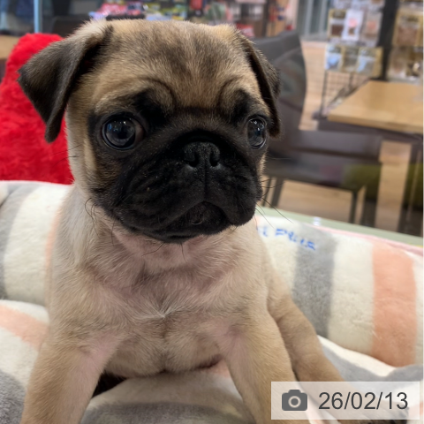 千葉県のパグ (ペットプラス 幕張新都心店/2025年12月10日生まれ/男の子/フォーン)の子犬の4枚目の画像