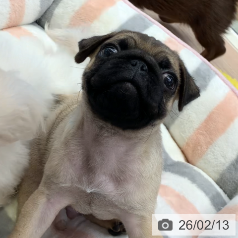 千葉県のパグ (ペットプラス 幕張新都心店/2025年12月10日生まれ/男の子/フォーン)の子犬の3枚目の画像