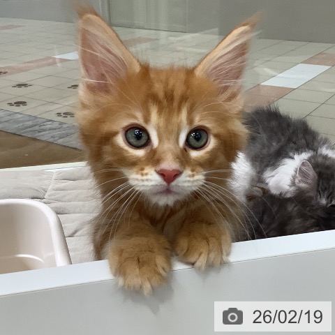 東京都のメインクーン (ペットプラス 日の出店/2025年12月11日生まれ/男の子/レッドタビー)の子猫の3枚目の画像