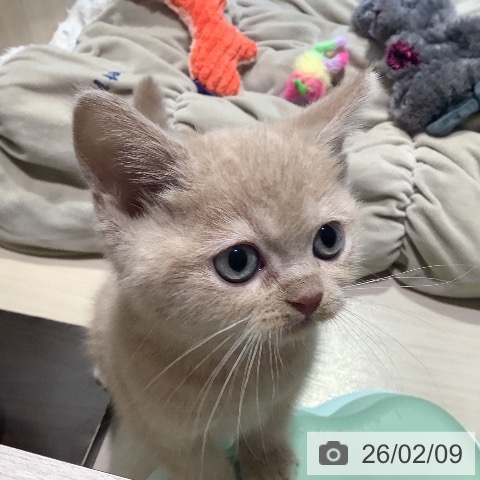 スコティッシュフォールドの写真