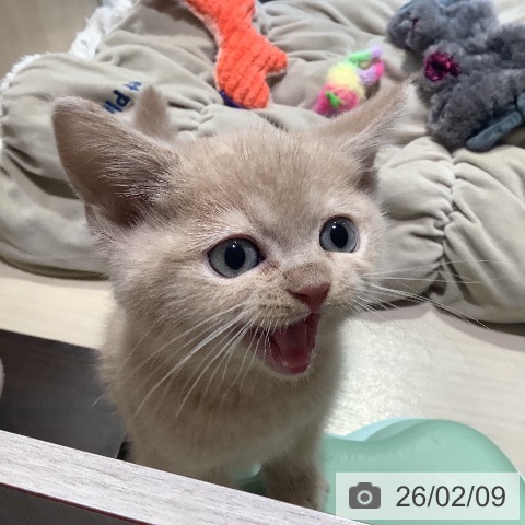 スコティッシュフォールドの写真