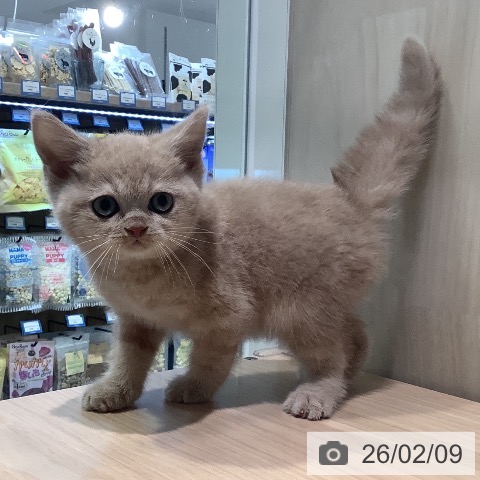 スコティッシュフォールドの写真