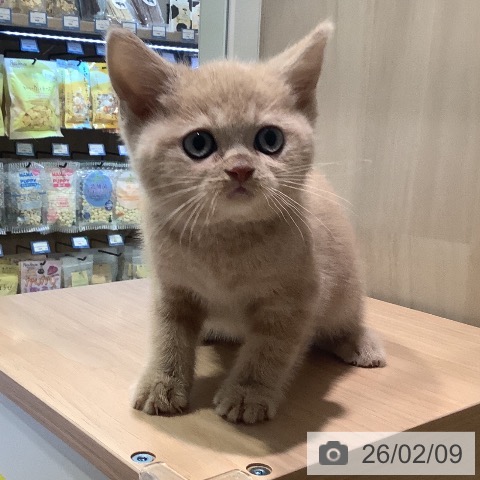 スコティッシュフォールドの写真