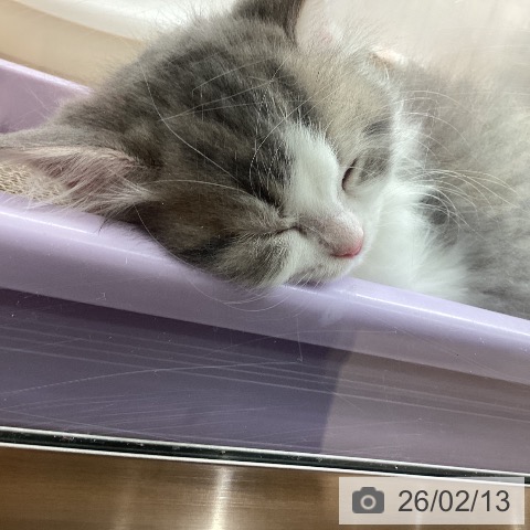 宮城県のスコティッシュフォールド (ペットプラス 名取店/2025年12月8日生まれ/男の子/ブルータビーホワイト)の子猫の4枚目の画像