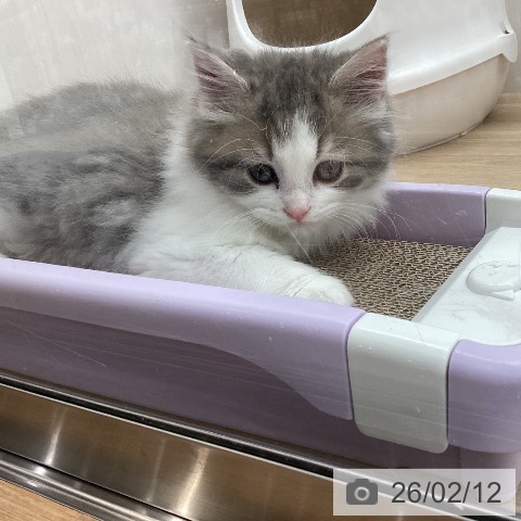 宮城県のスコティッシュフォールド (ペットプラス 名取店/2025年12月8日生まれ/男の子/ブルータビーホワイト)の子猫の3枚目の画像