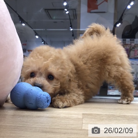 トイ・プードルの写真