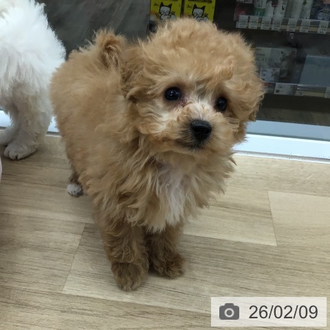 トイ・プードルの写真