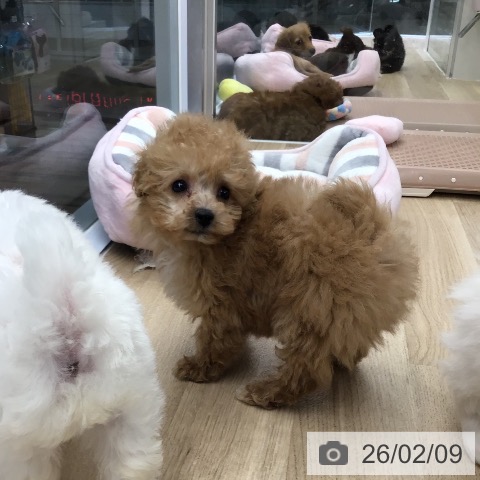 トイ・プードルの写真