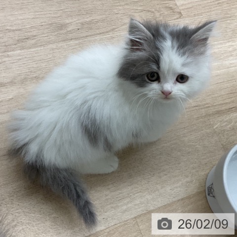 スコティッシュフォールドの写真